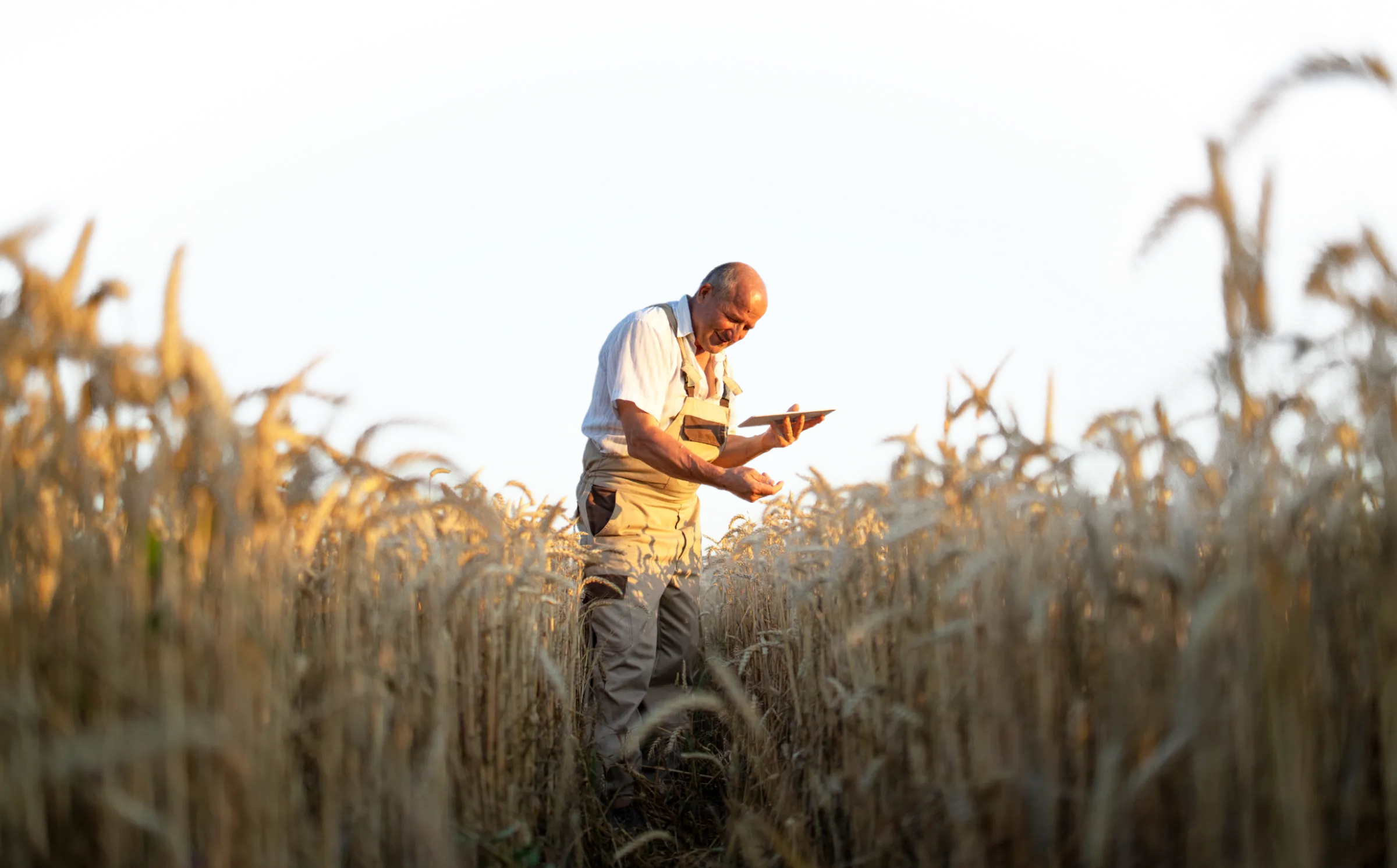 A man in a wheat field